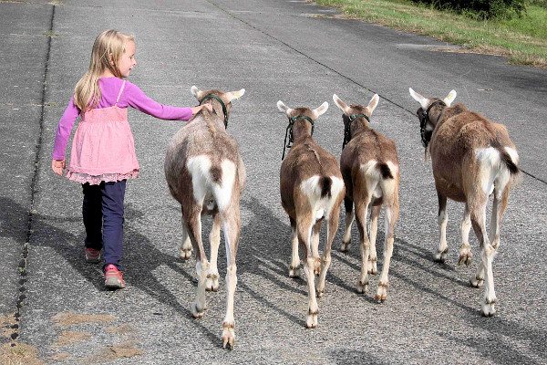 So groß wie Lamas?